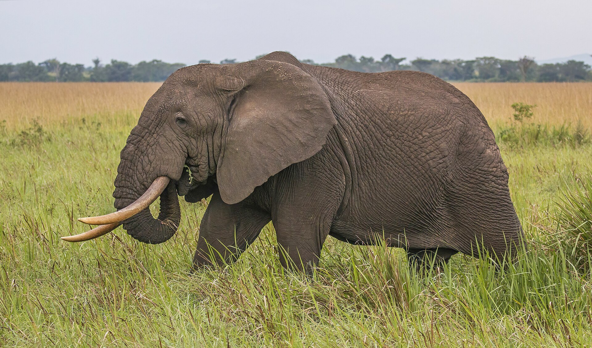 An African elephant walking through grassland